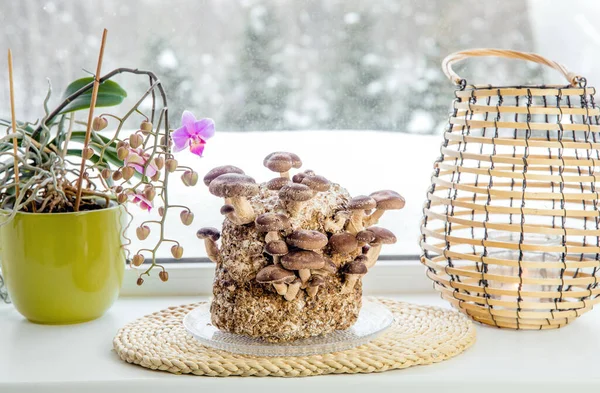 Shiitake Mushrooms Lentinula Edodes Growing Kit Home Kitchen Window Sill — Foto de Stock