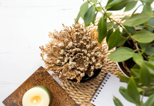 Rose Jericho Selaginella Lepidophylla Also Called Resurrection Plant Home Water — 图库照片