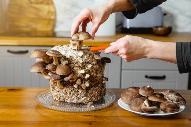 Shiitake mantarı kesmek için bıçak kullanan Lentinula Edodes ev mutfağında büyüyor. Kendi yiyeceğini yetiştirmek, kapalı bahçe konsepti..