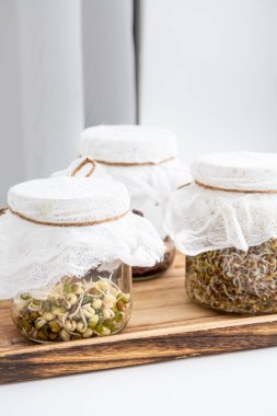 Cam kavanozlarda yetişen çeşitli tohum filizleri, sağlıklı vitamin zengini atıştırmalıklar. Lucerne ya da Alfalfa, mung fasulyesi filizleri, brokoli tohumları cam kavanozlarda. Ev konseptinde büyüyen mikroyeşiller.