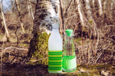 Sağlıklı 3 gün mayalanmış huş ağacı (Betula) özsuyu, beyaz renk. Un, şeker ve temiz şişede taze huş ağacı özüyle mayalanmış. Arkadaki huş ağaçları..