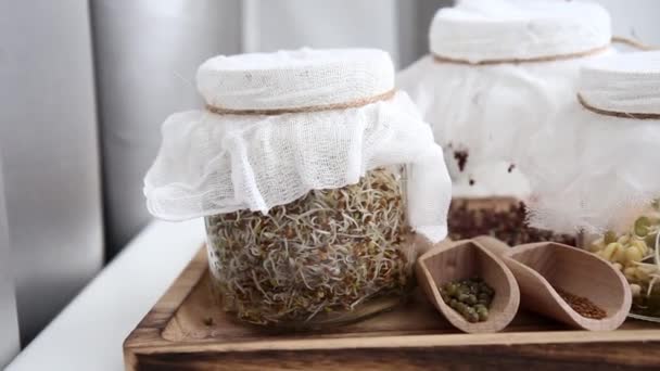 Diverse Kiemgroenten Groeien Glazen Potten Gezonde Vitaminerijke Snack Luzerne Alfalfa — Stockvideo