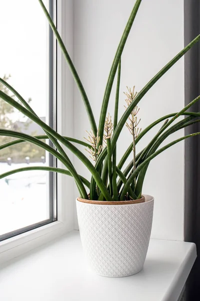 Dracaena Angolensis Sansevieria Cylindrica Also Known Cylindrical Snake Plant African — Stock Photo, Image
