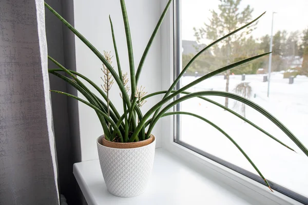 Dracaena Angolensis Sansevieria Cylindrica Also Known Cylindrical Snake Plant African — Stock Photo, Image