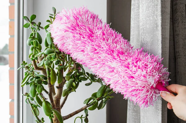 Person Hand Use Microfiber Duster Dust Crassula Ovata Plant Leaves — Stock Photo, Image