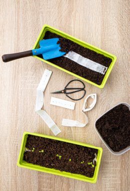 Baharda beyaz kağıt tohum bantlarıyla evde salata yetiştiren cadının içinde bitki tohumları var. Küçük tohumları ekmenin hızlı ve kolay yolu.