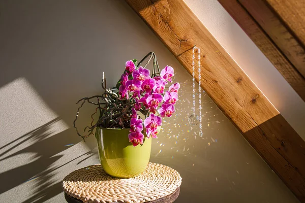 Bela Flor Rosa Exuberante Vaso Flor Orquídea Casa Com Rodada — Fotografia de Stock