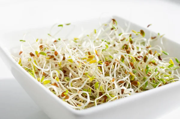 Makro fotoğraf sağlıklı ev yapımı Alfalfa veya Lucerne Medicago sativa beyaz kasede filizlenir, arka ışık. Garnitür veya salata için kullanılır..