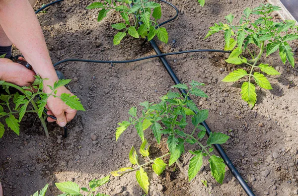 Giardiniere Installazione Acqua Gocciolante Sistema Irrigazione Orto Domestico Irrigazione Piante — Foto Stock