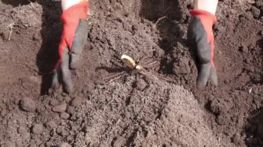 Bahçıvan elleri, bahçedeki toprağa çıplak kök kuşkonmaz (Asparagus Officinalis) ekiyor. Bahar işi konsepti.