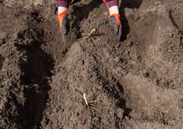 Gardener Hands Planting Bare Root Asparagus Asparagus Officinalis Home Garden — стоковое фото