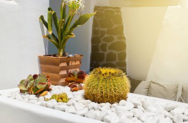 Akdeniz 'de çeşitli gerçek kaktüsler, sıcak iklimde beyaz dekoratif taşlarla çevrili ev bahçeleri. Fıçı kaktüsü büyük top şeklinde..