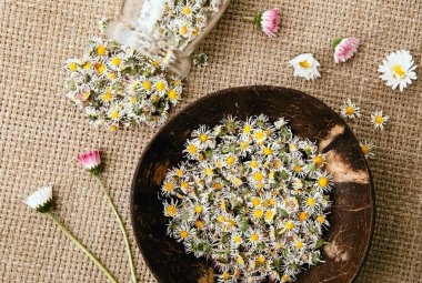 Kurutulmuş bitkisel bitki. Yaygın bitki Daisy. Bellis Perennis olarak da bilinir. Kuru çiçekler cam kavanoz ve ahşap kasede çiçek açar. Bitki çayı yapmaya hazırdırlar..