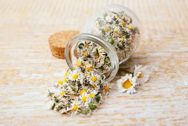 Planta Medicinal Herbácea Seca Common Daisy Também Conhecida Como Bellis — Fotografia de Stock