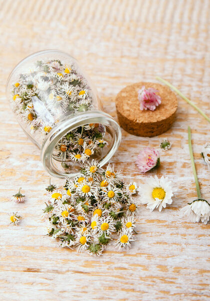 Dried herbal medicinal plant Common Daisy, also known as Bellis Perennis. Dry flower blossoms in glass jar and wood spoon, ready for making herbal tea, indoors still life.