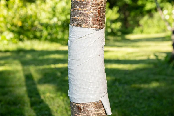 Taśma Klejąca Owinięta Wokół Pnia Drzewa Wiśniowego Więc Mrówki Utknęły — Zdjęcie stockowe