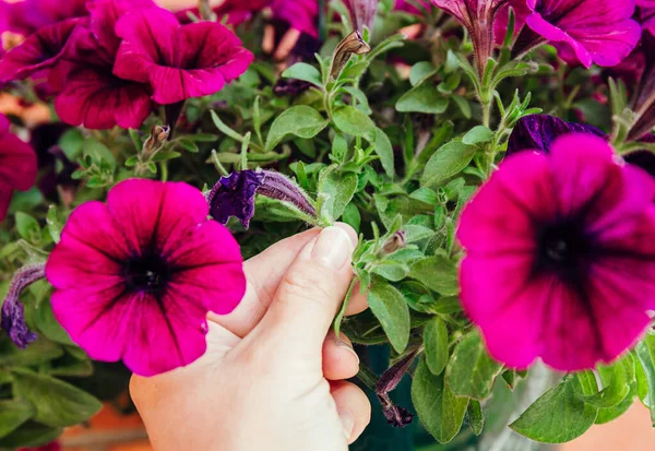 Pinch or cut away limp petunia flowers before they start seeding to encourage regrowth. Gardening hack concept.