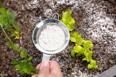Gardener white sprinkle Diatomaceous earth( Kieselgur) powder for non-toxic organic insect repellent on salad in vegetable garden, dehydrating insects. clipart