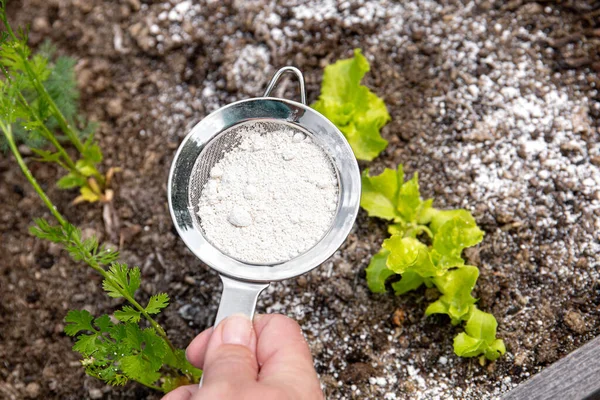 Gardener White Sprinkle Diatomaceous Earth Kieselgur Powder Non Toxic Organic — Stock Photo, Image