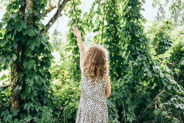 Humulus lupulus ya da sıradan zıplama ya da zıplama bitkileri ev bahçesindeki filizlenen karınca ağaçlarına tırmanır, 8 yaşındaki genç bir kız büyüyen bitkilerle yukarı işaret eder..