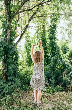 Humulus lupulus ya da sıradan zıplama ya da zıplama bitkileri ev bahçesindeki filizlenen karınca ağaçlarına tırmanır, 8 yaşındaki genç bir kız büyüyen bitkilerle yukarı işaret eder..