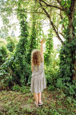 Humulus lupulus ya da sıradan zıplama ya da zıplama bitkileri ev bahçesindeki filizlenen karınca ağaçlarına tırmanır, 8 yaşındaki genç bir kız büyüyen bitkilerle yukarı işaret eder..