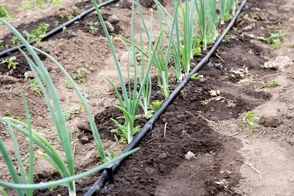 农田灌溉用滴灌管和孔道浇灌系统 夏天旱季给洋葱浇水 — 图库照片