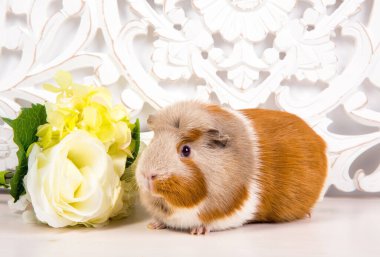 Cute beige brown white guinea pig on white decoration background with flowers. Home indoors.