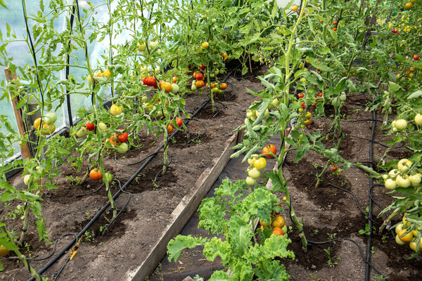 Water dripping system in home vegetable garden watering tomato plants in greenhouse. Home use water drip irrigation system. Ripe tomatoes on stem.