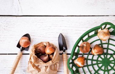 Above view of tulip planting basket with tulip bulbs in brown paper bag in autumn. White wood board gardening background, lot of copy space. 