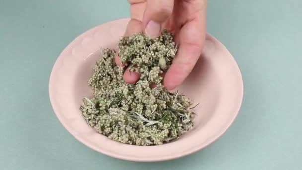 Artemisia Vulgaris Common Mugwort Plant Parts Wood Spoon Natural Color — Stock Video