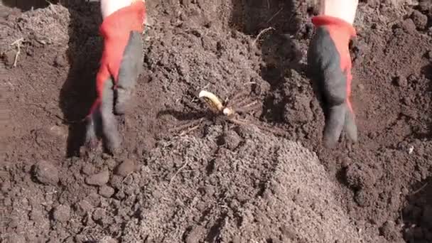 Gardener Hands Planting Bare Root Asparagus Asparagus Officinalis Home Garden — Videoclip de stoc
