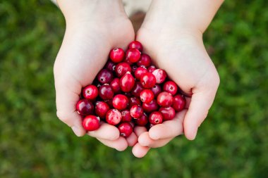 Çocuk ellerinin elinde Aşı olarak bilinen taze kırmızı yaban mersini yığını ya da bataklıktan toplanmış bataklık böğürtleni var. Vitamin dolu sağlıklı atıştırmalıklar..