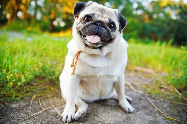 Pequeño pug sonriente —  Fotos de Stock