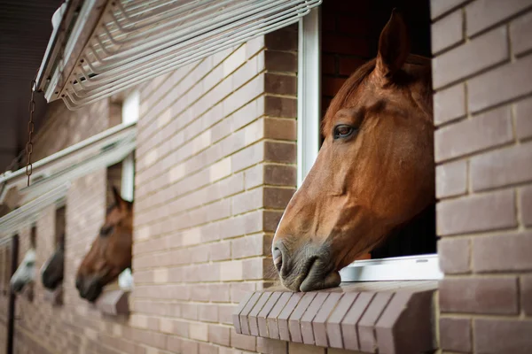 Paarden — Stockfoto