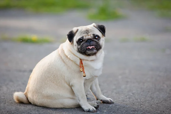 komik pug