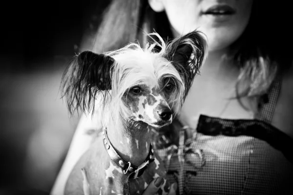 Chinese crested hond wandelen buitenshuis — Stockfoto