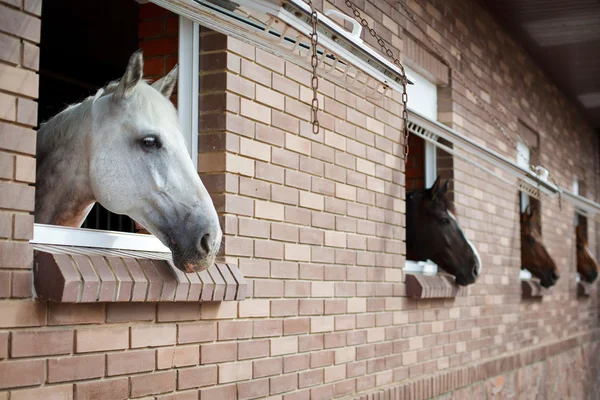 Paarden op zoek vanuit de ramen van een stabiele — Stockfoto