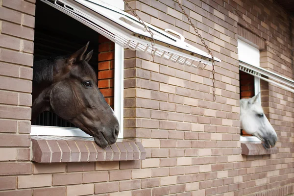 Paarden — Stockfoto