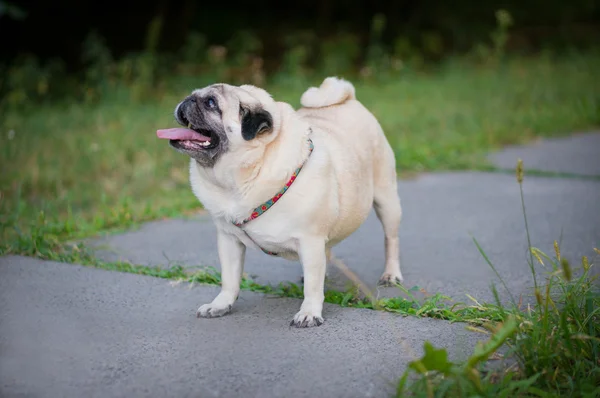 Lustiger Mops — Stockfoto