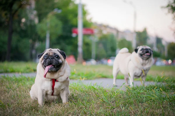 Dos Pugs caminando — Foto de Stock
