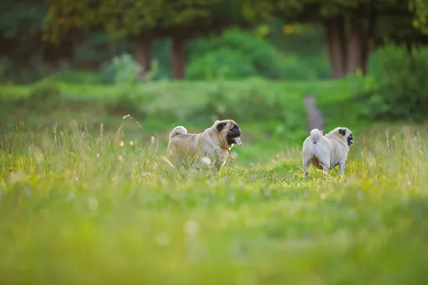 Dos pugs. — Foto de Stock