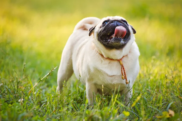 Carlino divertente — Foto Stock