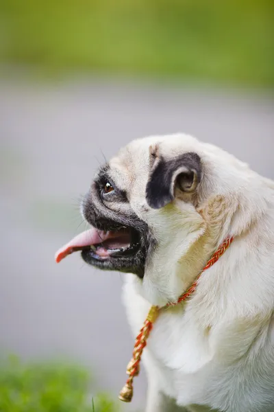 Funny Pug — Stock Photo, Image