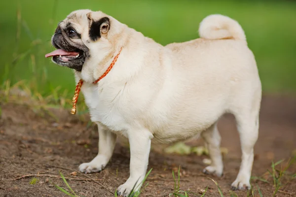 Funny Pug — Stock Photo, Image