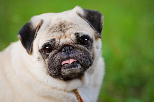 Triest pug — Stockfoto