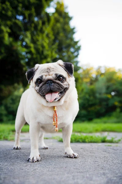 Carlino divertente — Foto Stock