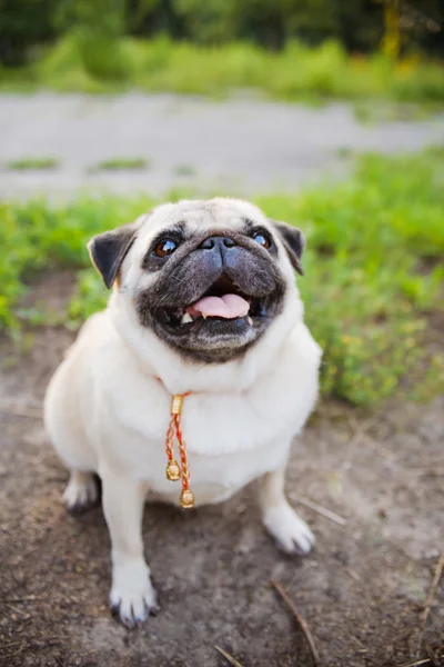 Pug engraçado — Fotografia de Stock