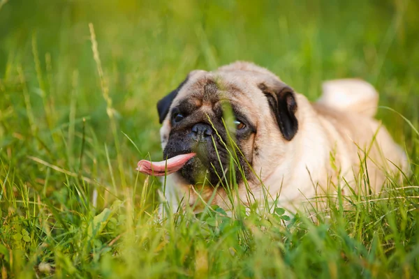 Carlino divertente — Foto Stock