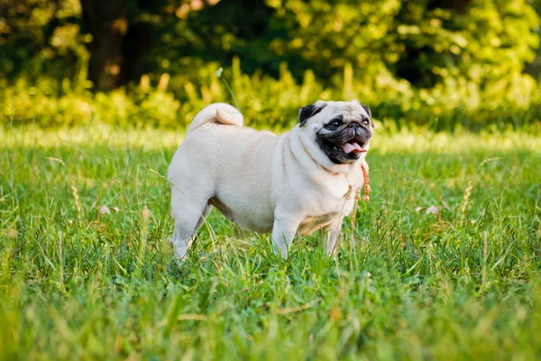 Carlino divertente — Foto Stock